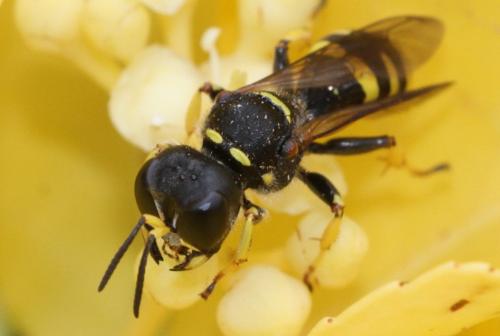 Réf. 286 023 : Ectemnius cephalotes
